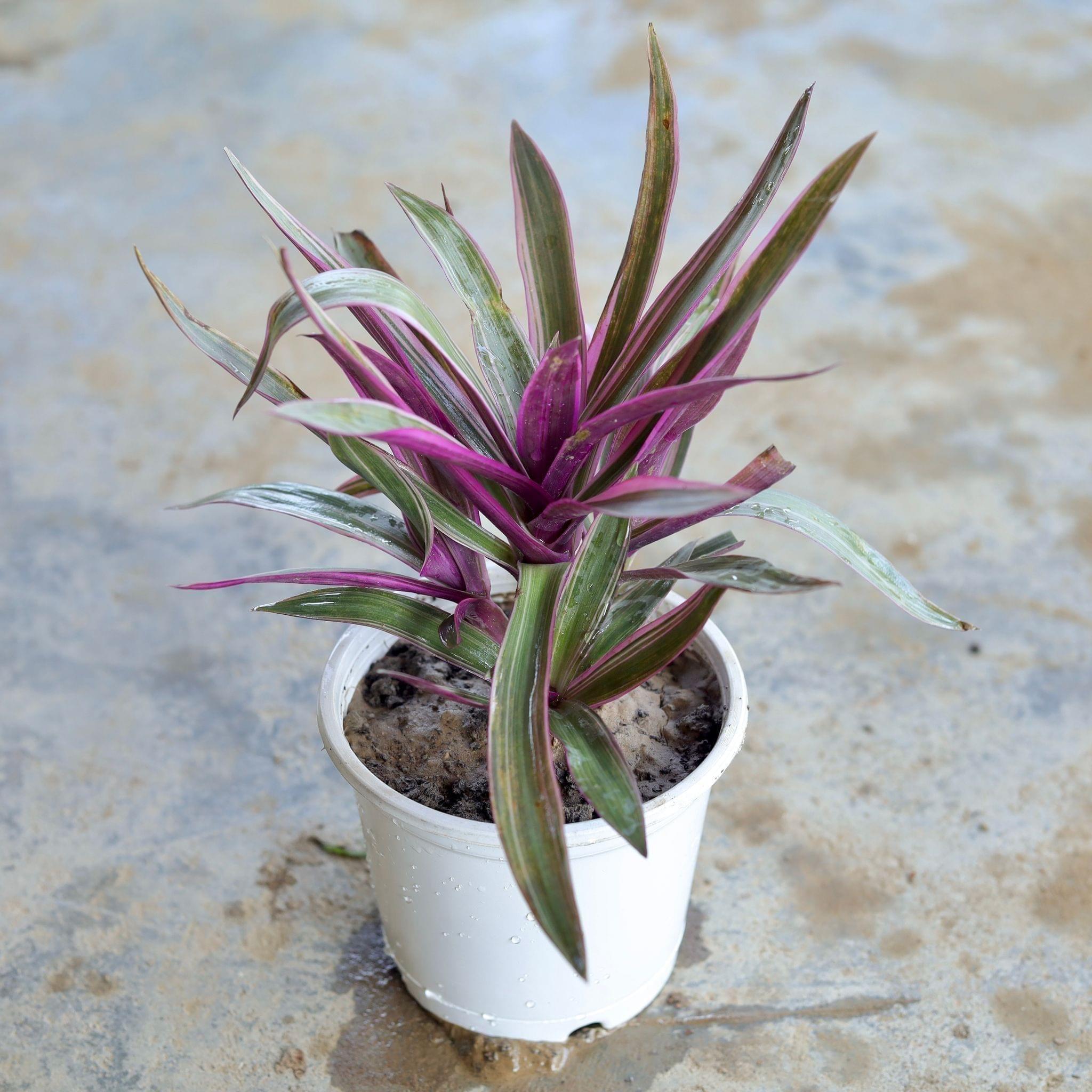 Rhoeo Discolour / Durangi in 5 Inch White Nursery Pot