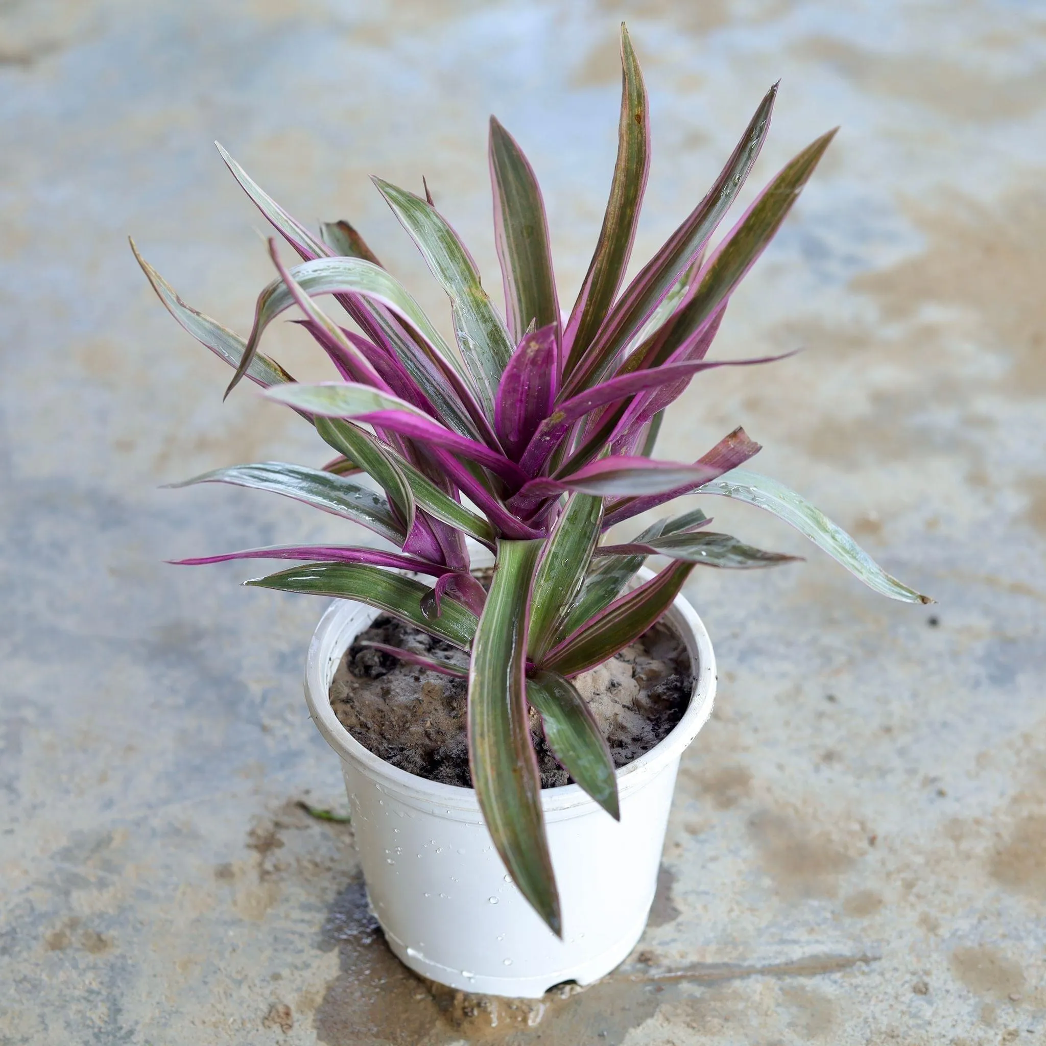 Rhoeo Discolour / Durangi in 5 Inch White Nursery Pot