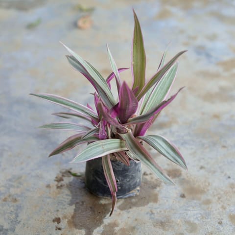 Rhoeo Discolour / Durangi in 4 Inch Nursery Bag