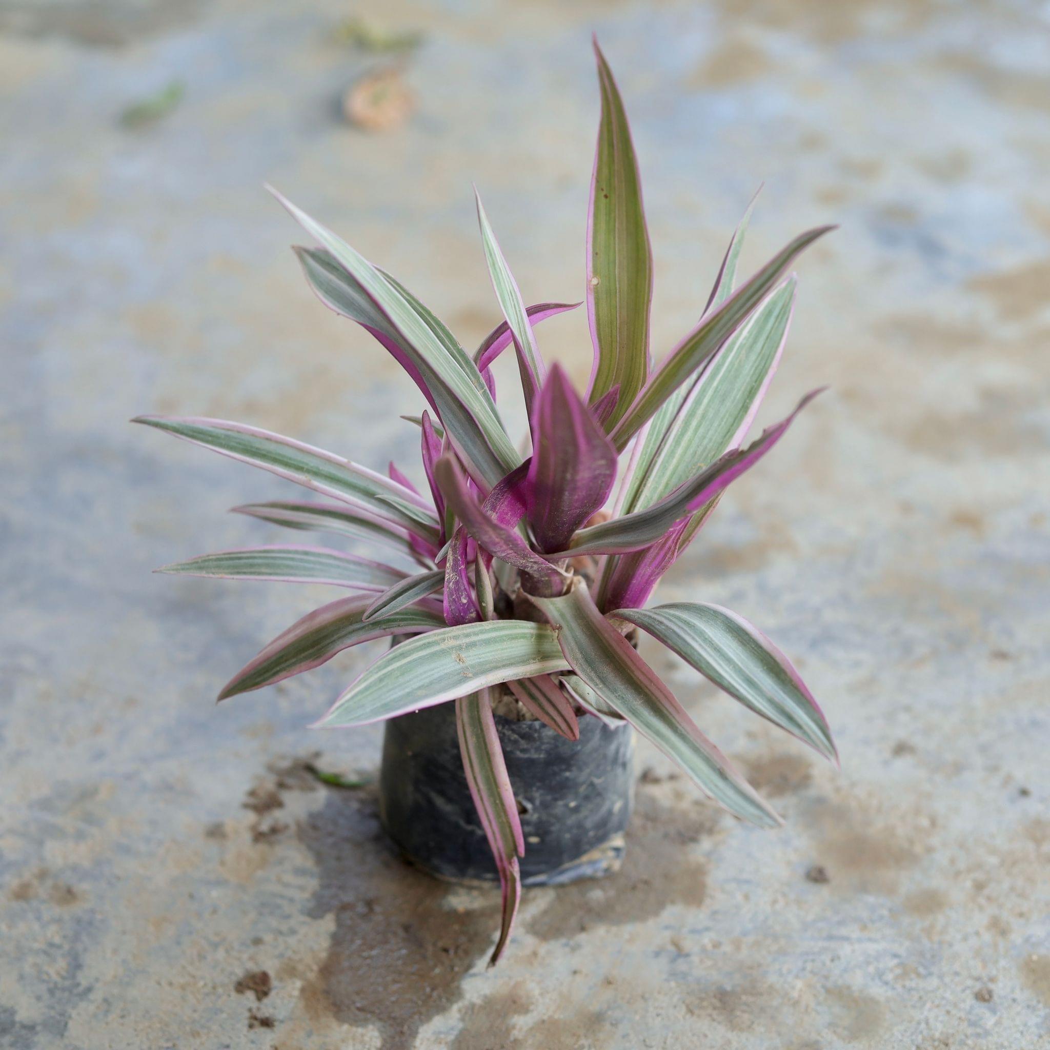 Rhoeo Discolour / Durangi in 4 Inch Nursery Bag