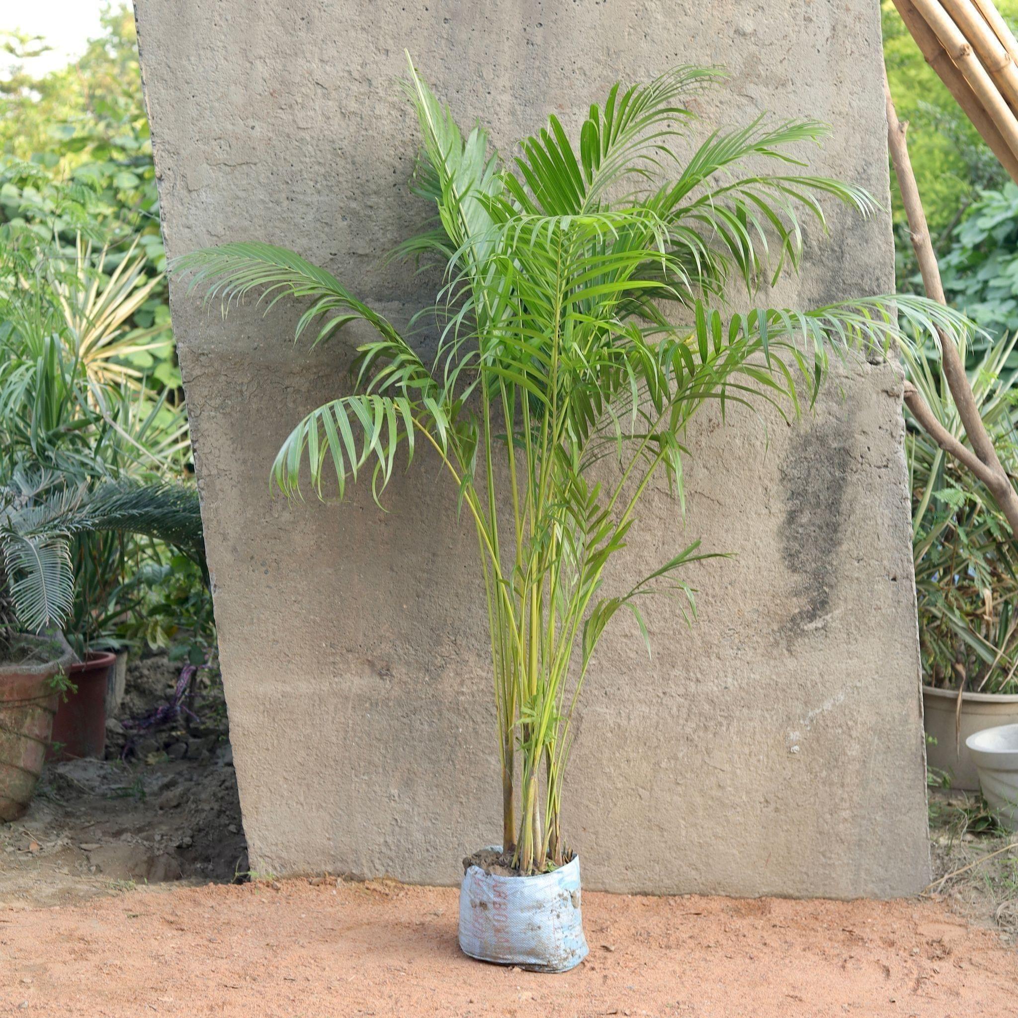 Areca Palm (~4-5 Ft.) in 8 Inch Nursery Bag