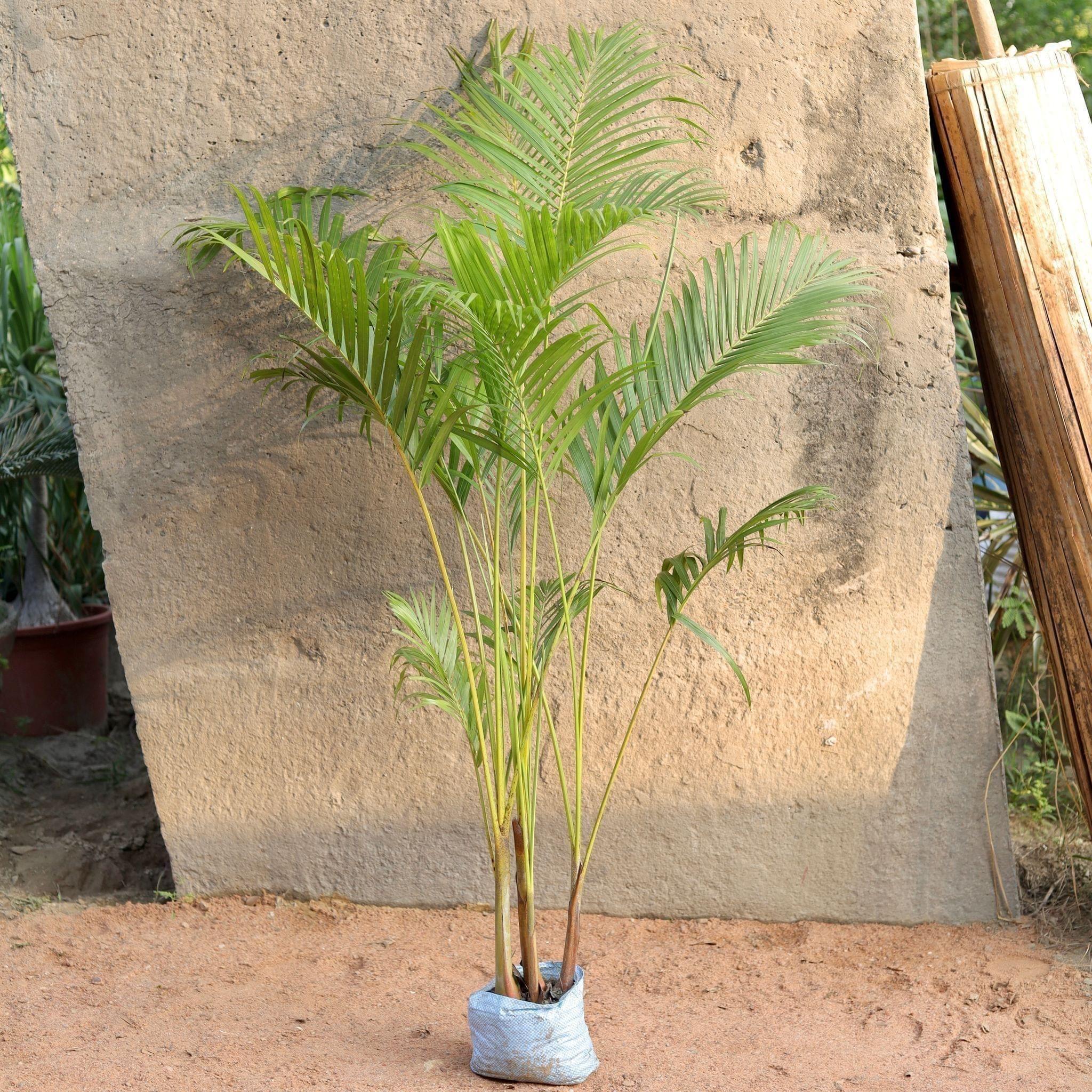 Areca Palm ( ~4-5 Ft.) in 8 Inch Nursery Bag