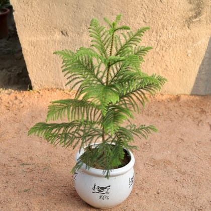 Araucaria / Christmas Tree 2 ft in 8 Inch Matka Ceramic Pot (Any Design, Colour)