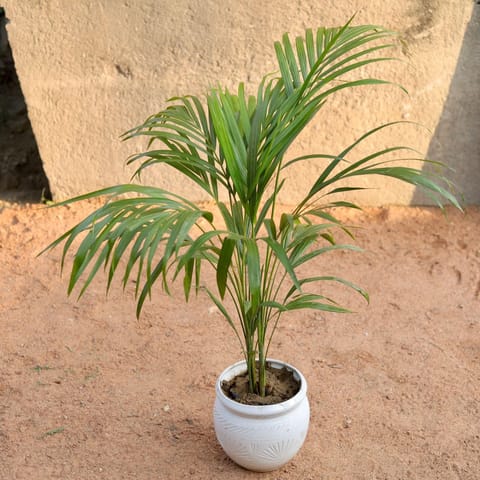 Dwarf Areca Palm (~ 3 Ft) in 8 Inch Matki Ceramic Pot (Any Design, Colour)