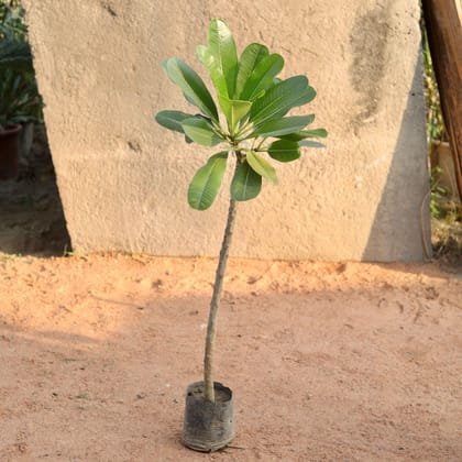 White Champa in 6 Inch Nursery Bag