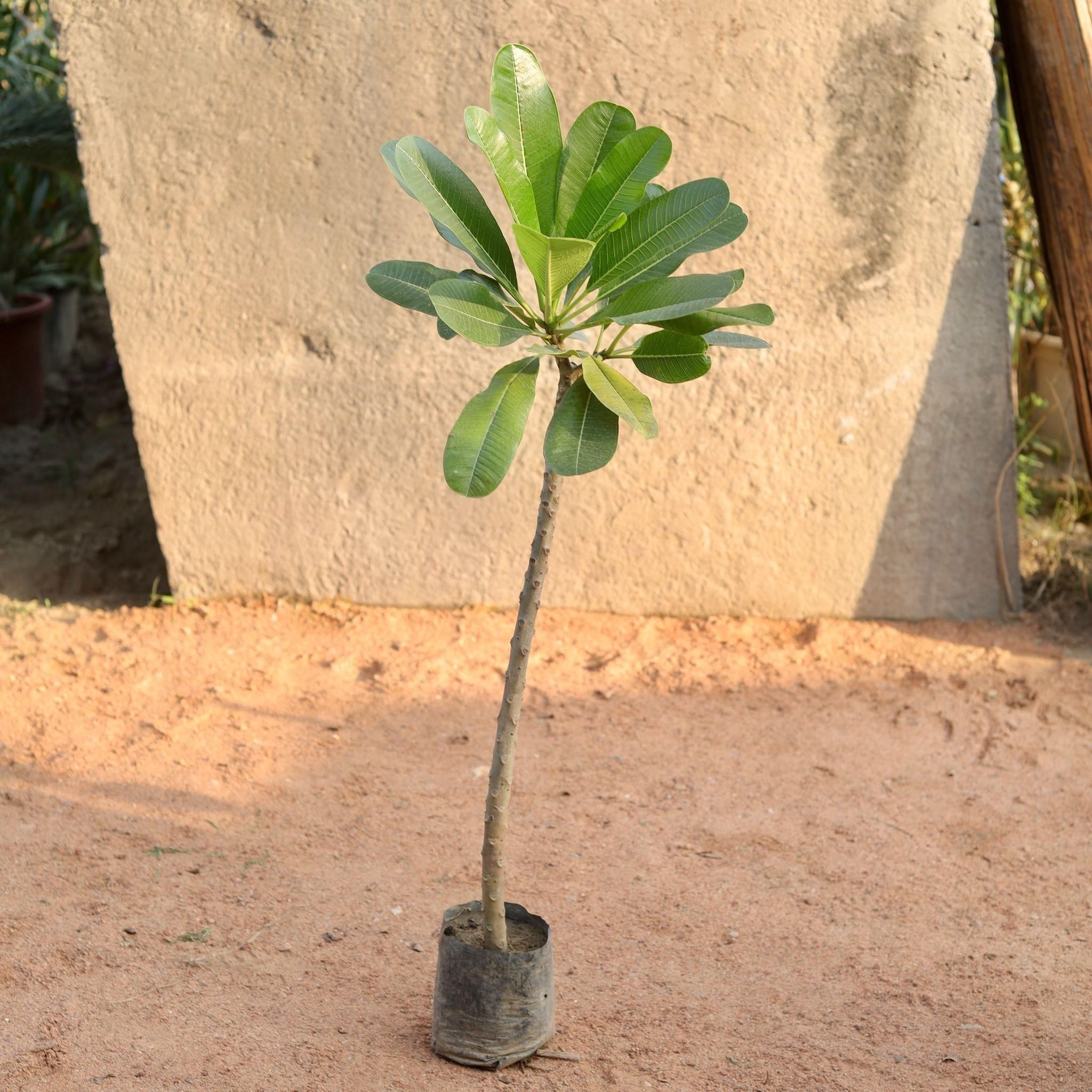 White Champa in 6 Inch Nursery Bag