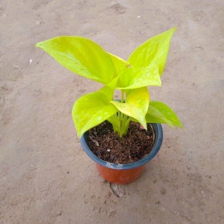 Golden Money Plant in 4 Inch Nursery Pot Golden Money Plant in 4 Inch Nursery Pot