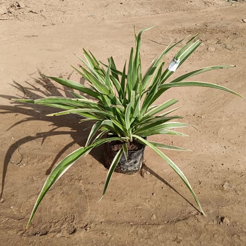 Spider Plant in 4 Inch Nursery Bag