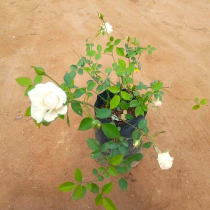 Desi Light White Rose all time in 7 Inch Nursery Bag