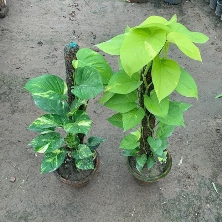 Set of 2 - Money Plant (Golden & Green ) with 3 ft Moss Stick in 10 Inch Clay Pot