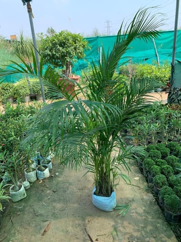 Areca ~ 5-6 ft in 10 Inch Nursery Bag