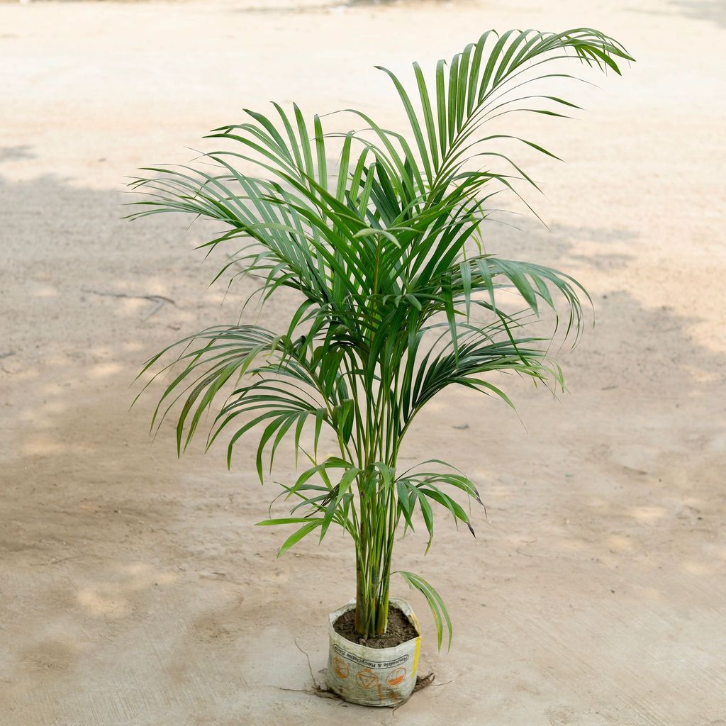 Areca ~ 4-5 ft in 8 Inch Nursery Bag Areca ~ 4-5 ft in 8 Inch Nursery Bag