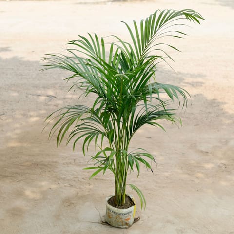 Areca ~ 4-5 ft in 8 Inch Nursery Bag