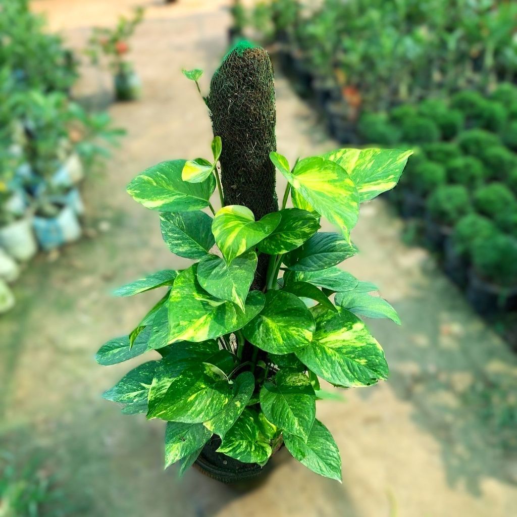 Green Money Plant witn 3 ft Moss Stick in 10 Inch Terracotta Pot Green Money Plant witn 3 ft Moss Stick in 10 Inch Terracotta Pot