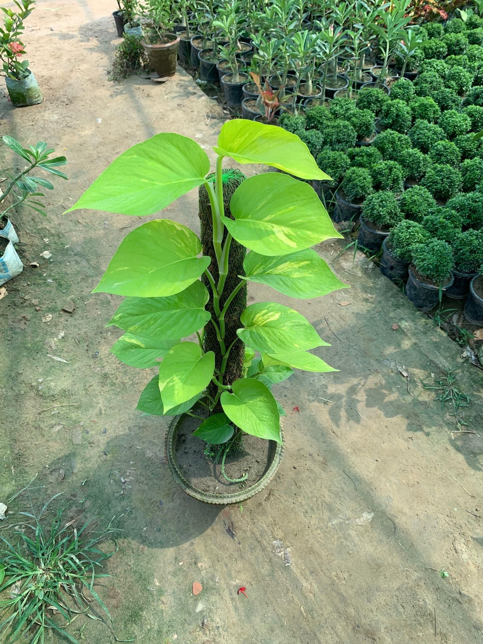 Golden Money Plant with 3 ft Moss Stick in 10 Inch Terracotta Pot