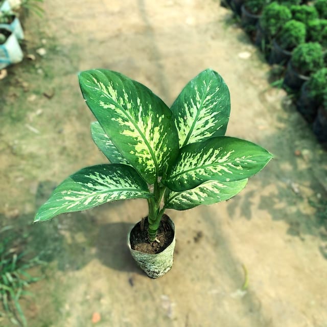 blue ice plant Amsonia Blue Ice Blue Star for Sale main image 0