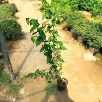 Harsingar / Parijat ~ 3 ft in 6 Inch Nursery bag