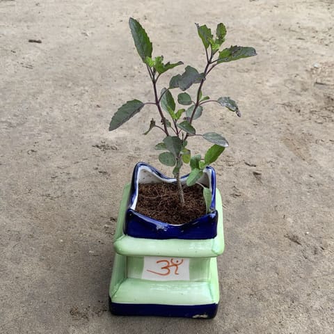 Shyama Tulsi in 4 Inch Ceramic Tulsi Planter any color
