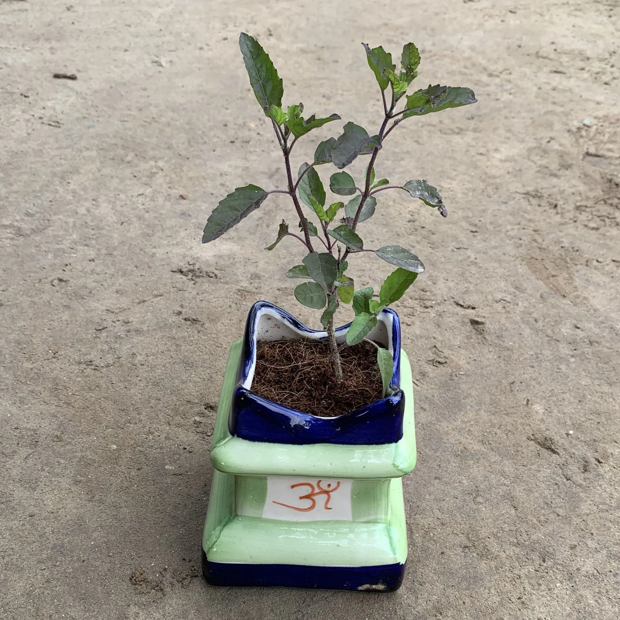 Shyama Tulsi in 4 Inch Ceramic Tulsi Planter any color