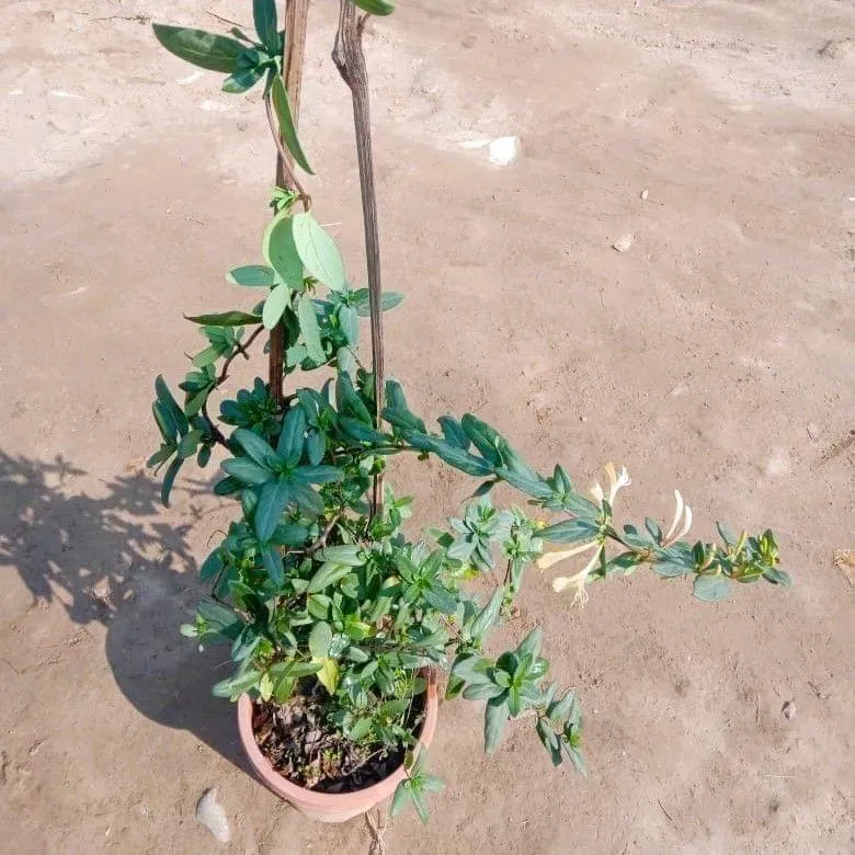 Honey Suckle Creeper (any colour) in 8 Inch Nursery Pot