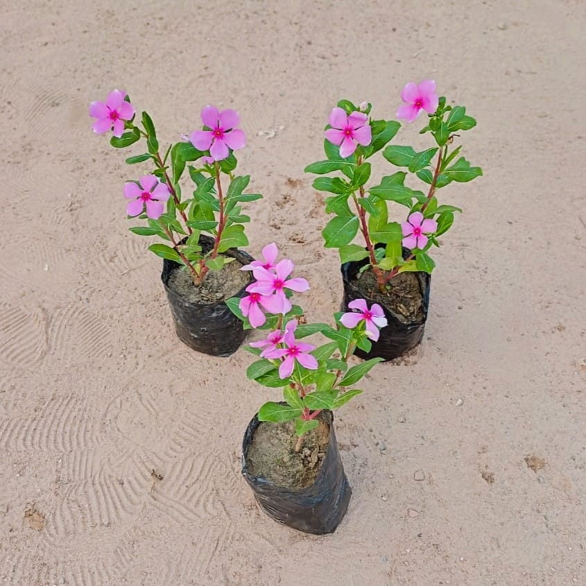 Set of 3 - Periwinkle / Vinca / Sadabahar Desi in 4 inch Nursery Bags Set of 3 - Periwinkle / Vinca / Sadabahar Desi in 4 inch Nursery Bags