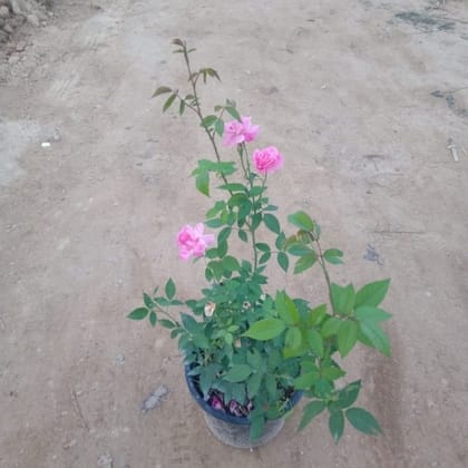 Buy Rose Pink all Season in 8 Inch Nursery Pot Online | Urvann.com