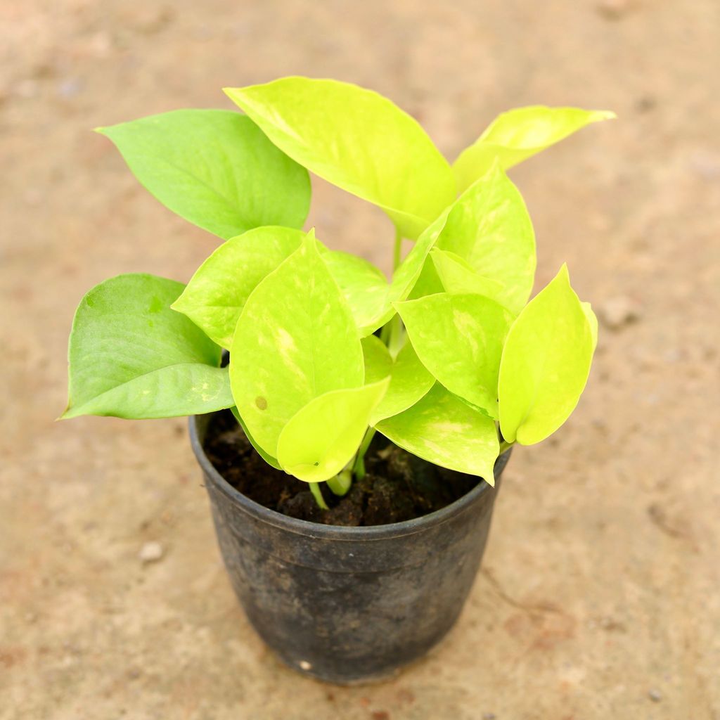 Money Plant Golden / Pothos in 5 Inch Nursery Pot Money Plant Golden / Pothos in 5 Inch Nursery Pot