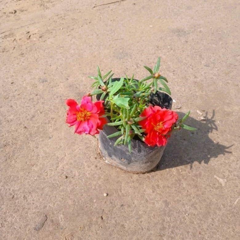 Portulaca Moss Rose (any colour) in 3 Inch Nursery Bag