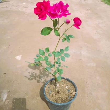 Buy Kashmiri Rose (Any Colour) In 6 Inch Nursery Pot Online | Urvann.com