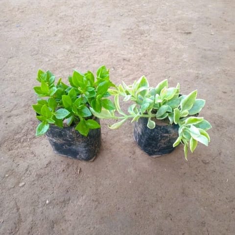 Set of 2 - Baby Sun Rose Green & Variegated in 3 Inch Nursery Bag