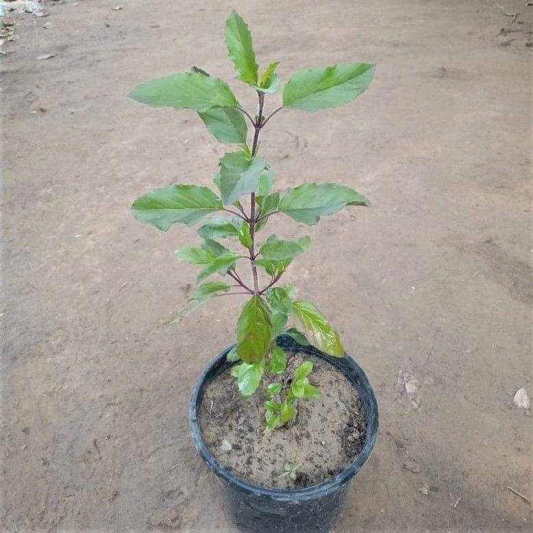 Shyama Tulsi in 5 Inch Nursery Pot