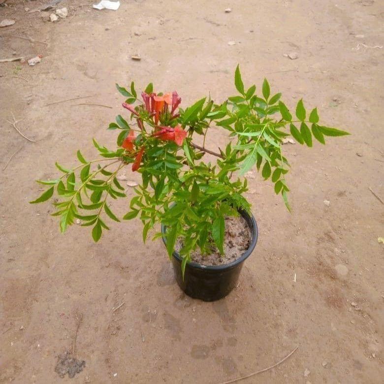 Tecoma Orange pune in 6 Inch Nursery Pot Tecoma Orange pune in 6 Inch Nursery Pot