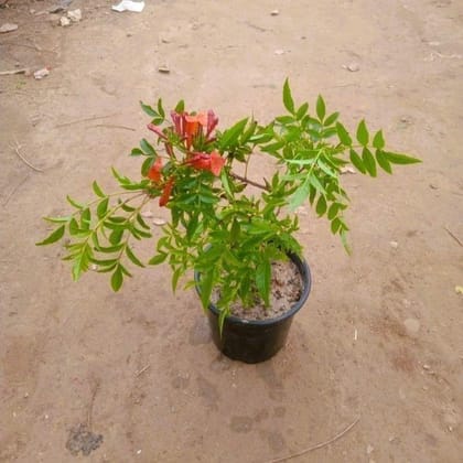 Tecoma Orange pune in 6 Inch Nursery Pot