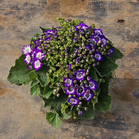 Prime / Primula Rosea Purple in 8 Inch Nursery Pot