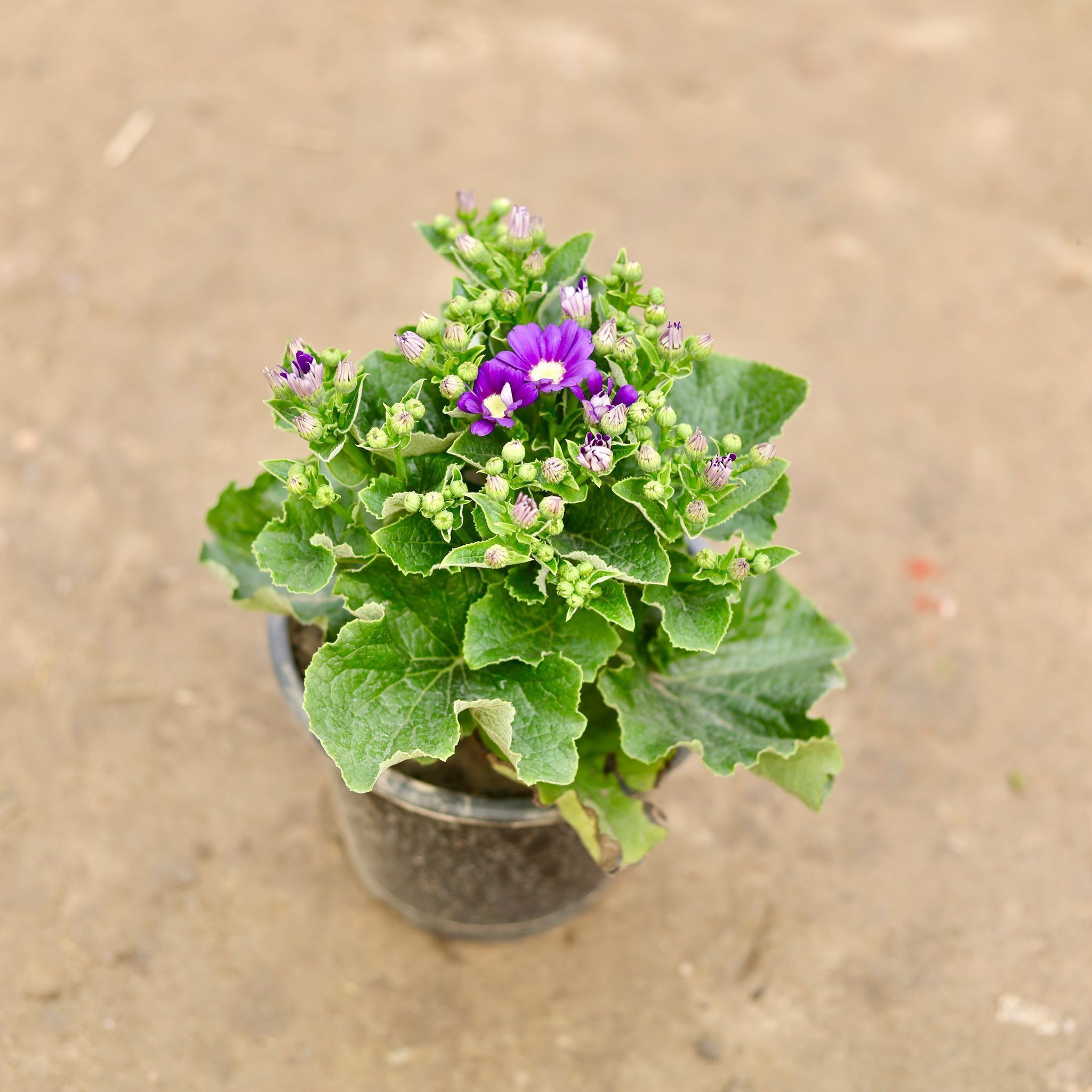 Cineraria Purple in 6 Inch Nursery Pot