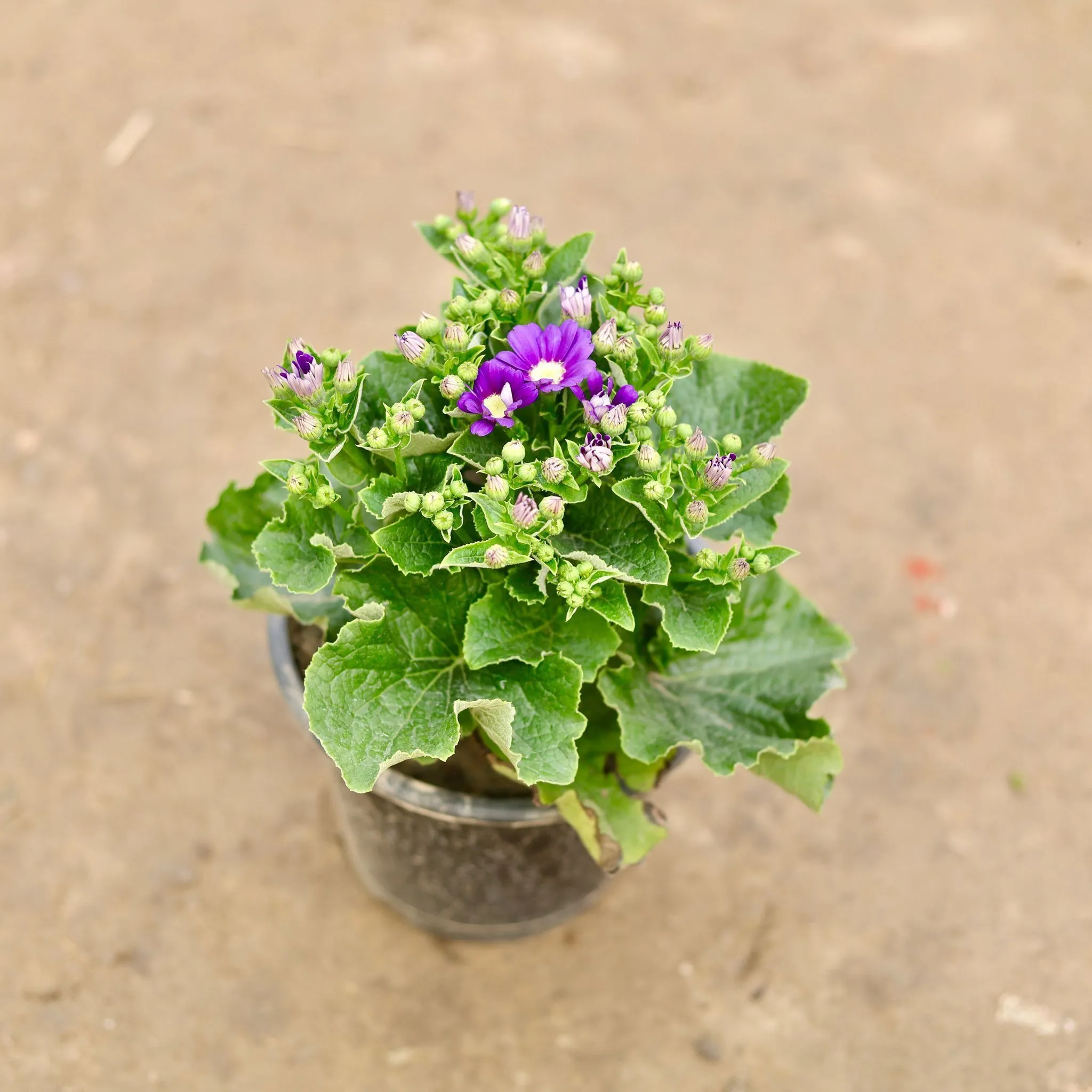 Cineraria Purple in 6 Inch Nursery Pot