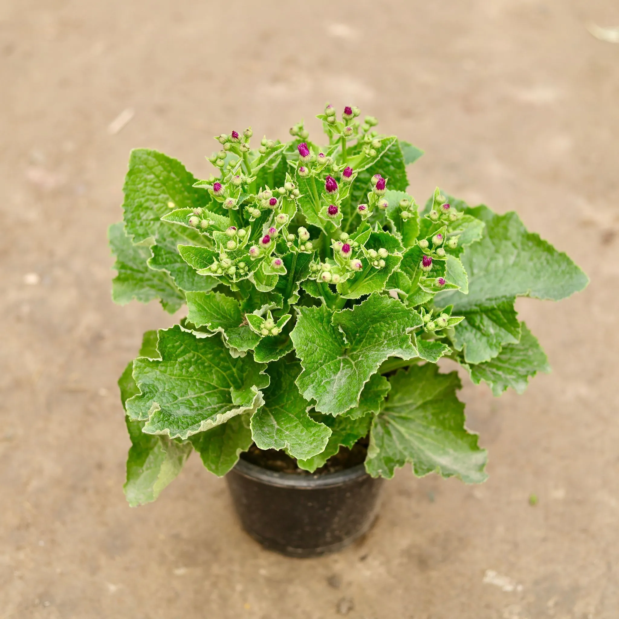 Cineraria Pink in 6 Inch Nursery Pot