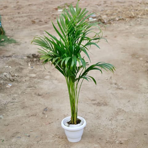 Areca Palm (~ 3 Ft) in 8 Inch Classy White Plastic Pot