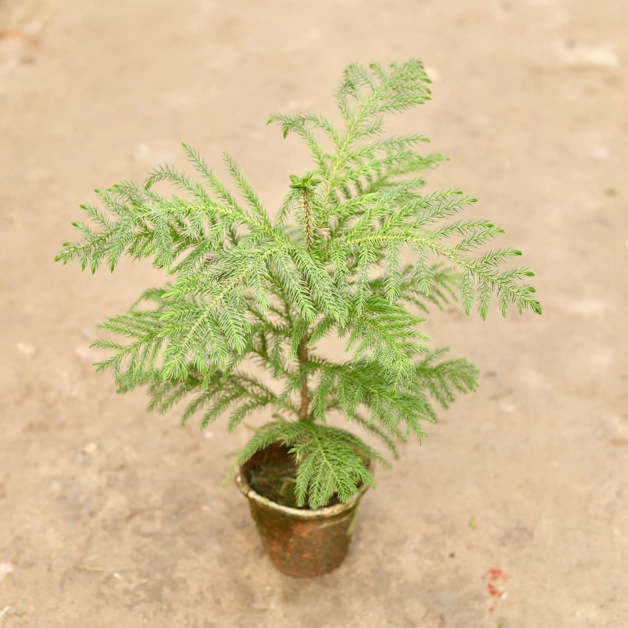 Araucaria / Christmas Tree in 6 Inch Nursery Pot