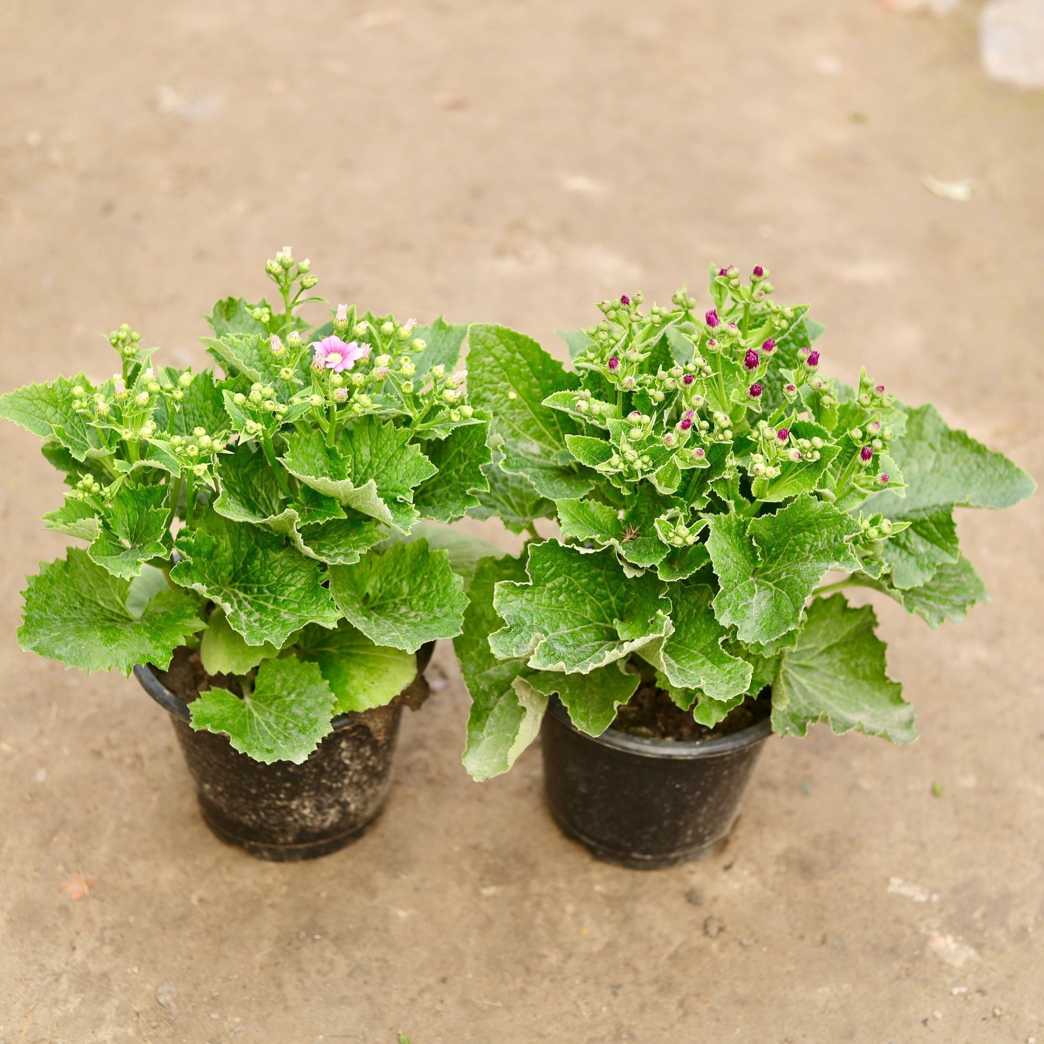 Set of 2 - Cineraria (Any Colour) in 8 Inch Nursery Pot