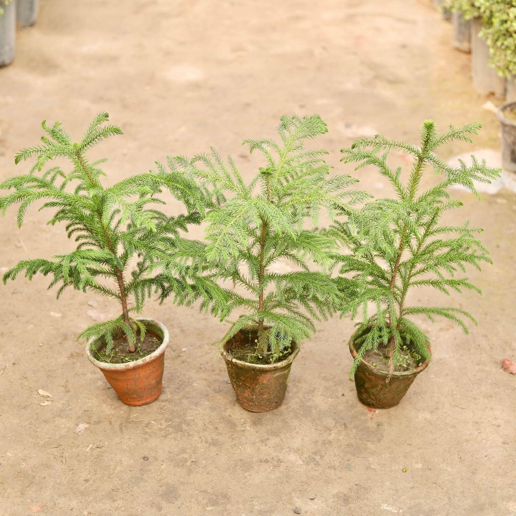 Set of 3 - Araucaria / Christmas Tree in 6 Inch Nursery Pot