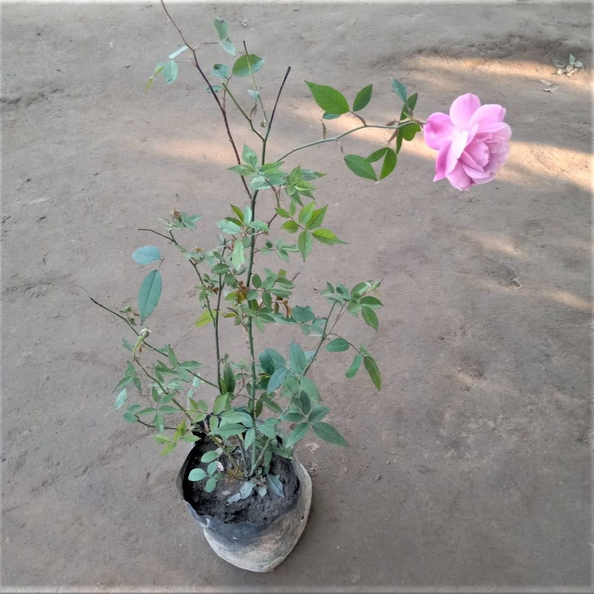 Desi Pink Rose (all seasons) in 6 Inch Nursery Bag