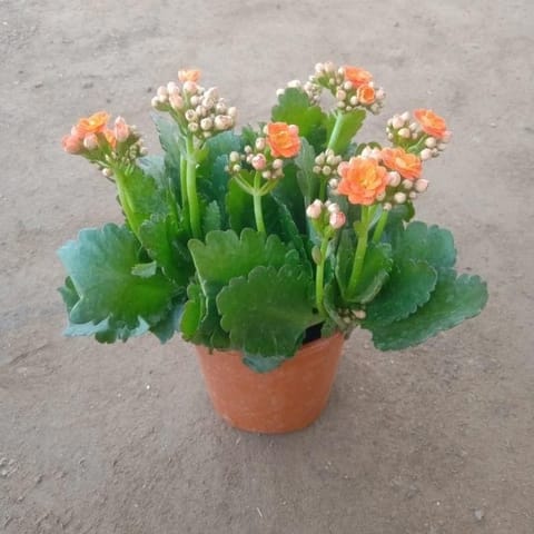 Kalanchoe Hybrid Any color in 4 Inch Nursery Pot