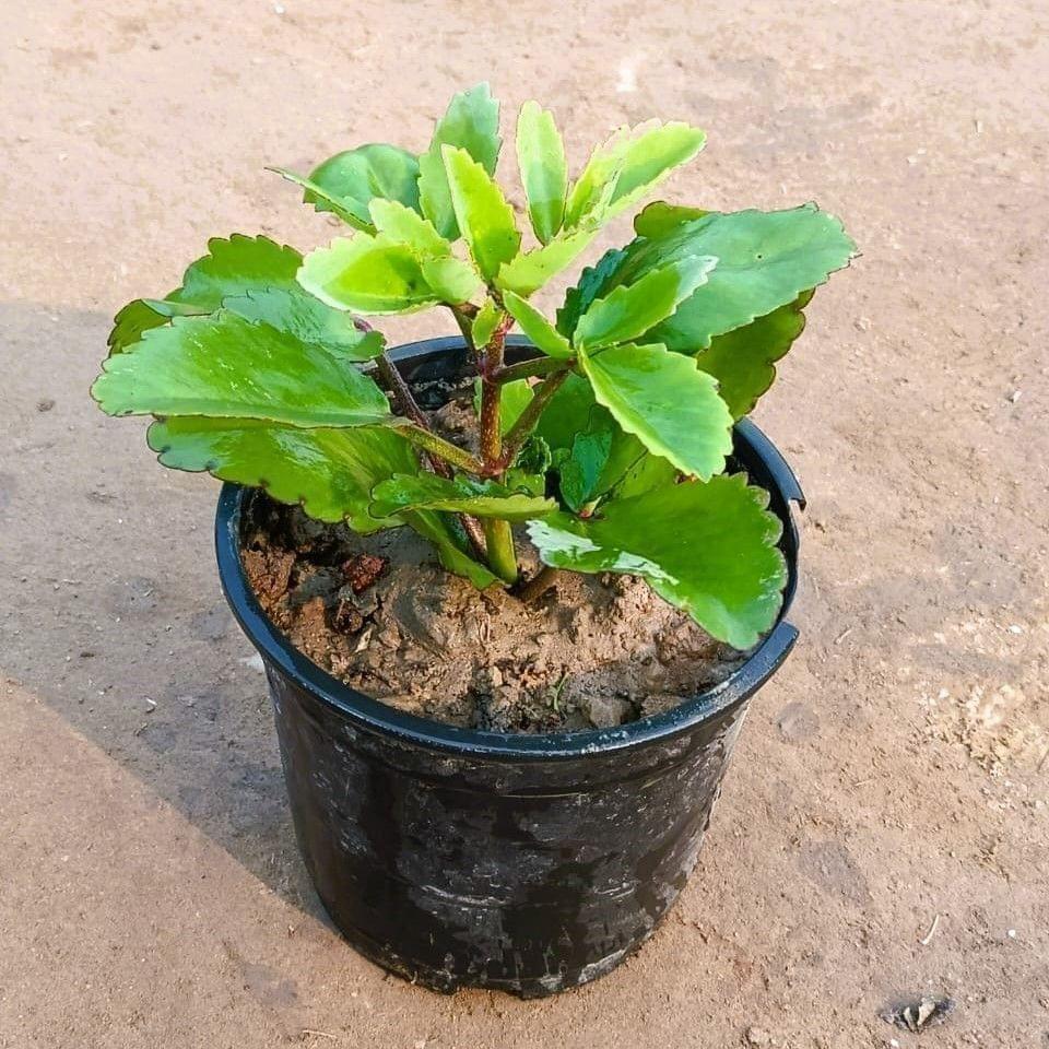 Buy Patharchatta Medicinal Plant in 6 Inch Nursery Pot Online | Urvann.com Patharchatta Medicinal Plant in 6 Inch Nursery Pot