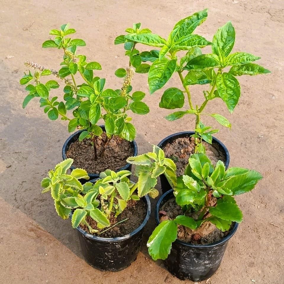 Medicinal Plants Combo - Set of 4 - Patharchatta, Ajwain, Thai Basil & Kapoor Tulsi in 6 Inch Nursery Pot