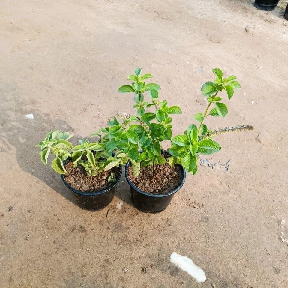 Set of 2 - Ajwain and Kapoor Tulsi / Kedarnath Tulsi in 6 Inch Nursery Pot
