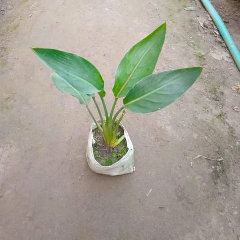 Bird Of Paradise Plant in 8 Inch Nursery Bag