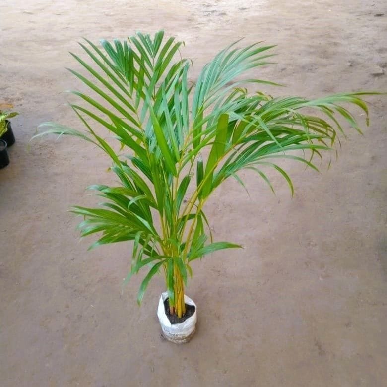 Areca Palm (~ 3.5-4 Ft) in 5 Inch Nursery Bag