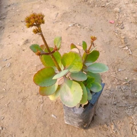 Desi Kalanchoe in 4 Inch Nursery Bag
