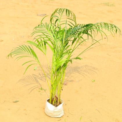 Areca Palm (~ 2-2.5 Ft) in 6 Inch Nursery Bag